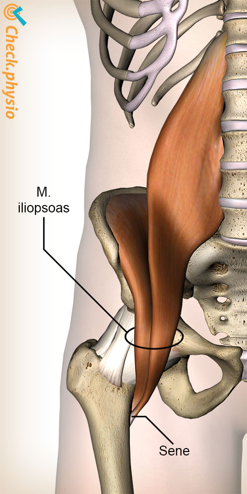 hofte iliopsoas psoas major iliacus anatomi