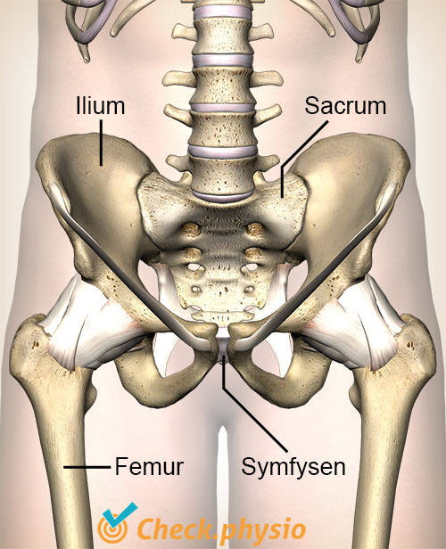 hofte SI-led ilium korsbenet symfyse symphysis pubica lårben bækken bækkenhalvdel korsben