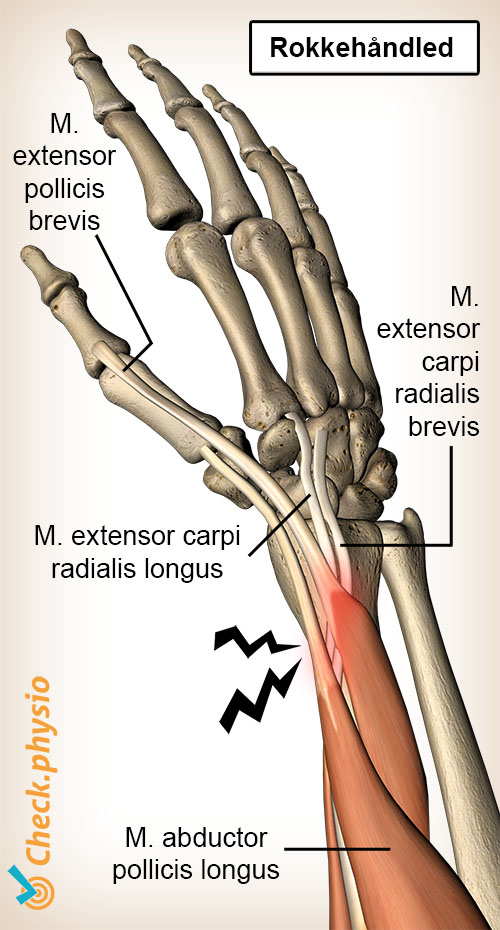 arm roerarm anatomi extensor carpi radialis brevis longus abductor pollicis