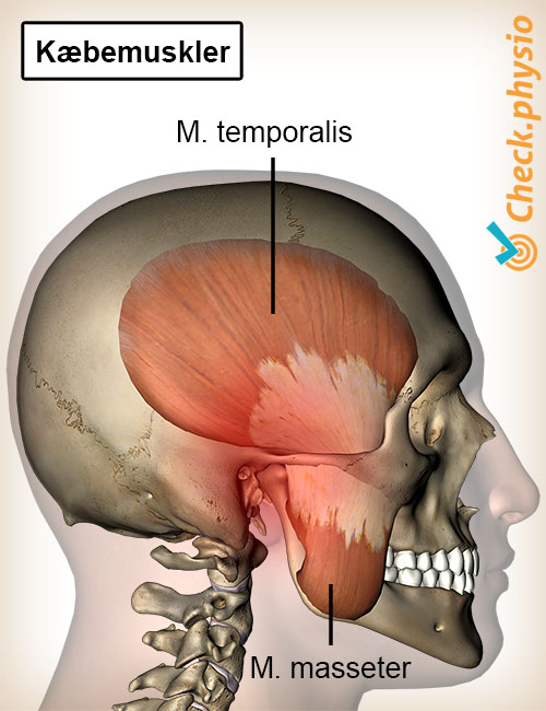 hoved kæbe muskler kæbemuskler musculus temporalis masseter