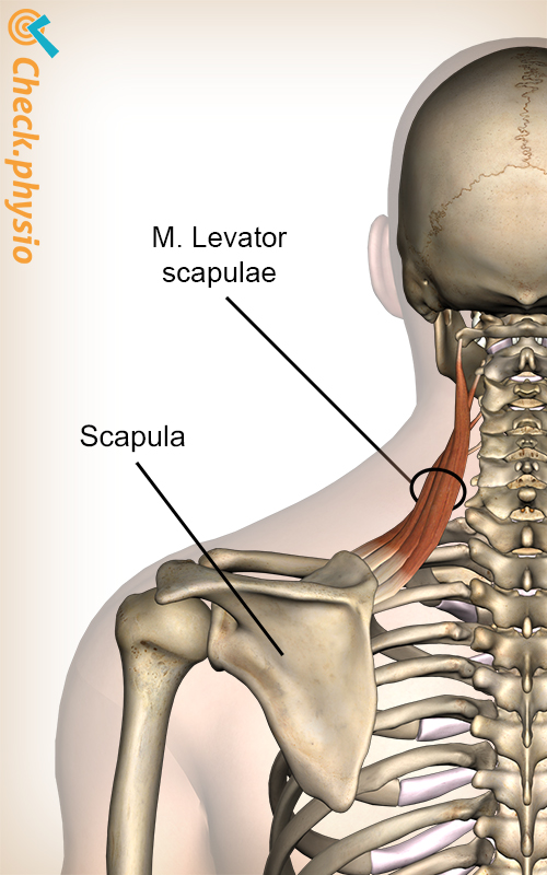 hoved nakke levator scapulae muskel