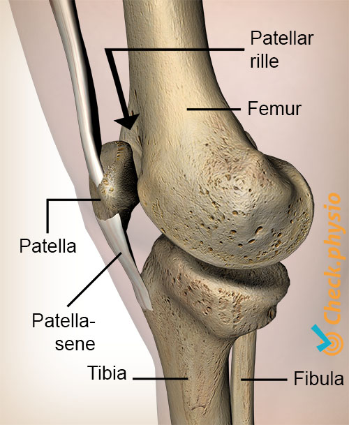 knæ facies patellaris femoris rille patella knæskal