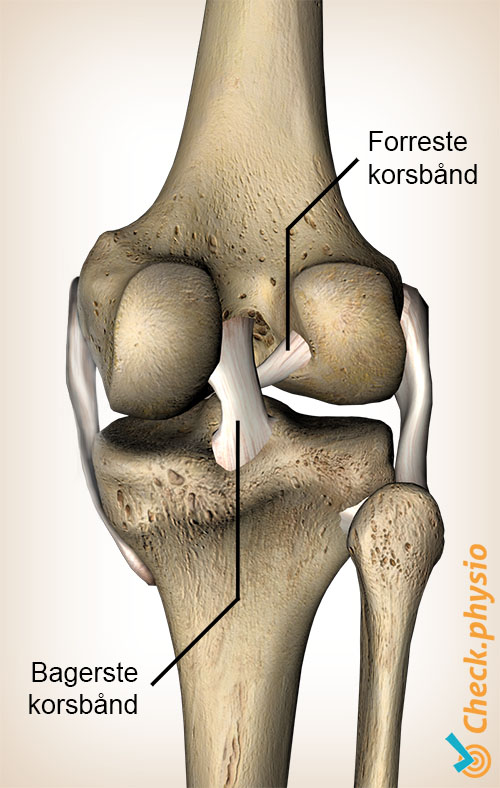 knæ korsbånd bagerste forreste korsbånd