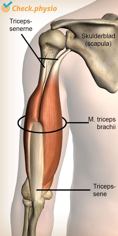 arm triceps muskel sene skulderblad albue