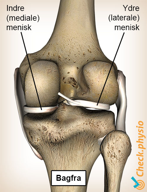 knæ menisk bagfra