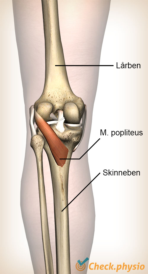 knæ popliteus muskel