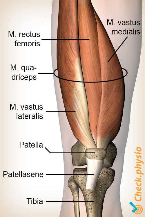 knæ quadriceps muskel rectus femoris vastus lateralis medialis anatomi