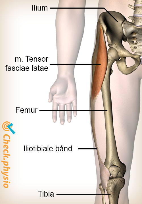 knæ tractus iliotibialis musculus tensor fasciae latae muskel