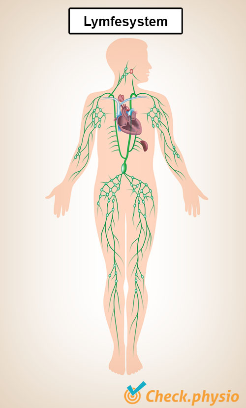 lymfesystem lymfekar hjerte nyrer
