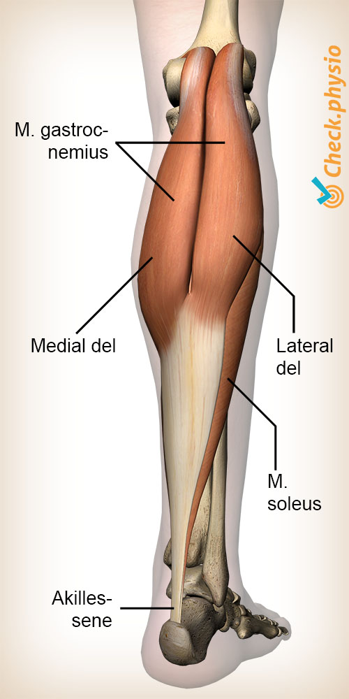 underben lægmuskel gastrocnemius læg anatomi