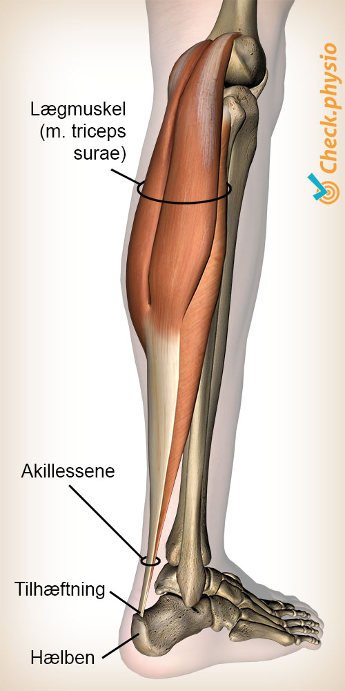 underben triceps surae lægmuskel akillessene