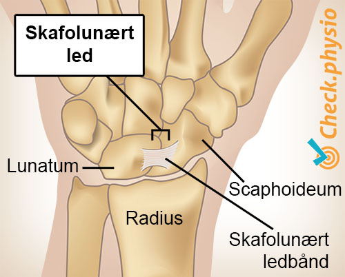 håndled scapholunært led