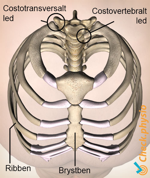 ribben brystkasse topvisning costotransversal costovertebral led