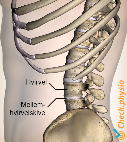 ryg facetled hvirvelskive ryghvirvel sidevisning