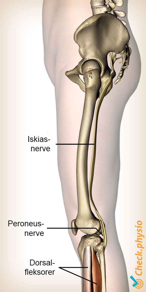 ben peroneus nerve tibialis oprindelse ischiadicus nerve