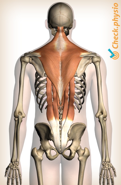 ryg muskulatur øvre ryg muskler trapezius erector spinae intercostalis spinalis