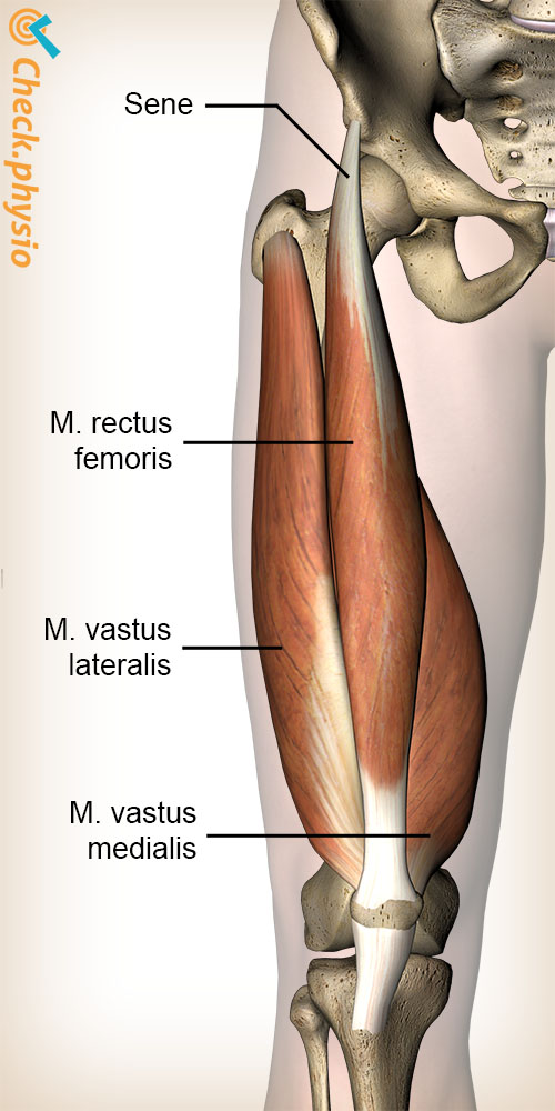 ben quadricepsmuskel rectus femoris vastus lateralis medialis