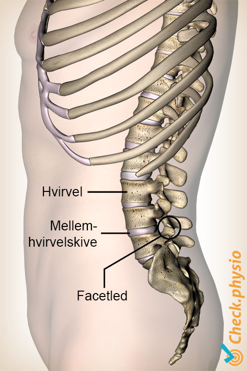 ryg hvirvelskive diskus facetled lumbal facetsyndrom