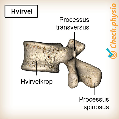 ryg ryghvirvel anatomi corpus vertebrae processus transversus processus spinosus