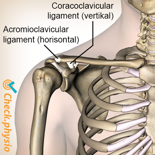 skulder ac-led ledbånd acromioclaviculært coracoclaviculært trapezoid konoid
