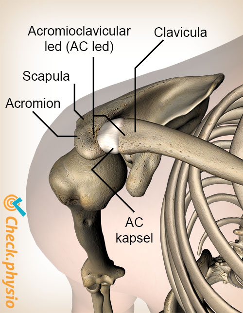 skulder acromioclaviculært ac-ledbånd overside