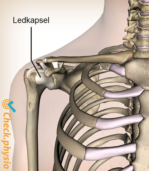 skulder ledkapsel