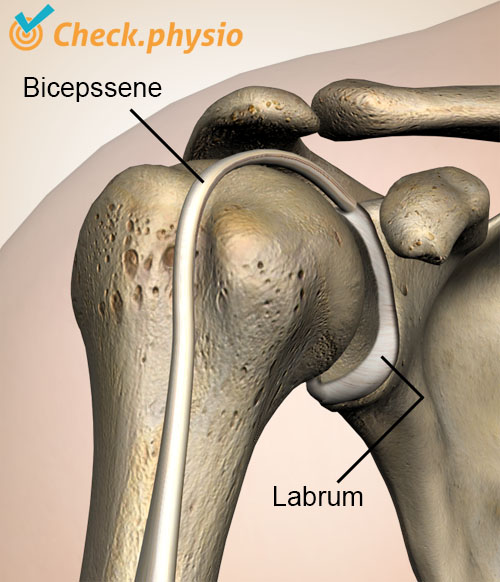 skulder labrum bicepssene