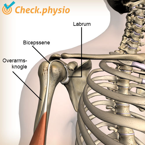 skulder labrum biceps