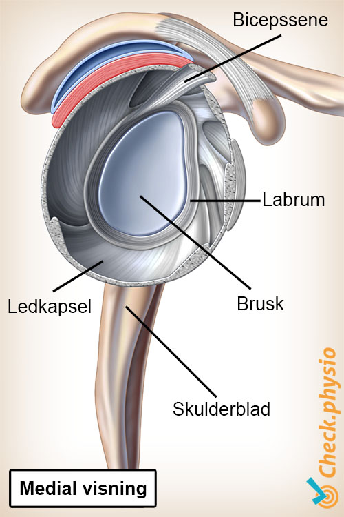 skulder labrum led lateralt set