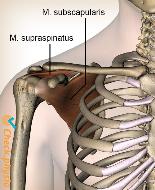 skulder rotatorcuff generelt