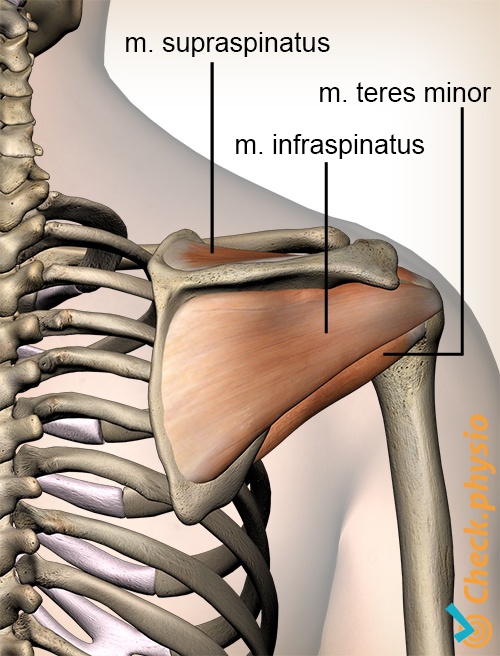 skulder rotatorcuff muskler bagside supraspinatus infraspinatus teres minor