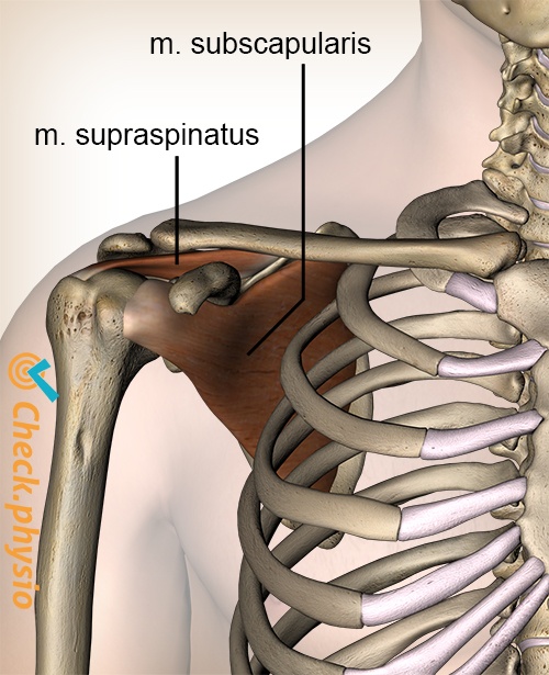 skulder rotatorcuff muskler supraspinatus subscapularis forside