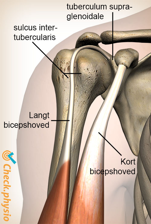 skulder sulcus intertubercularis tuberculum supraglenoidale biceps brachii caput longum brevis