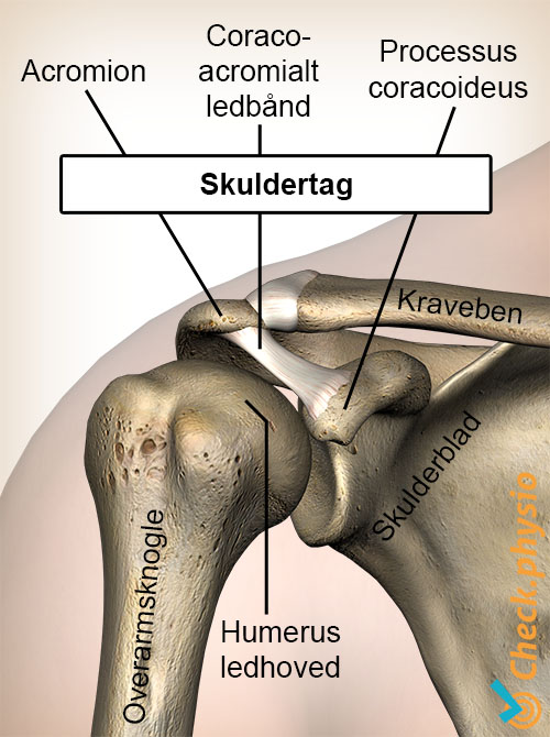 skuldertag processus coracoideus coracoacromiale ligament humerushoved
