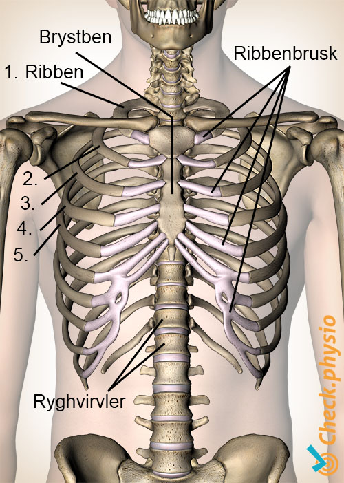 tietze costochondritis anatomi ribben brusk cartilago costalis