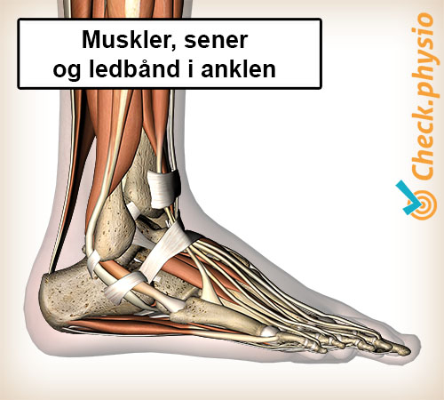 fod lateral muskler sener ledbånd ankel