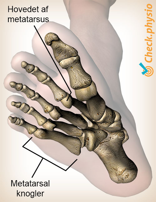 fod mellemfodsben hovede metatarsus anatomi underside