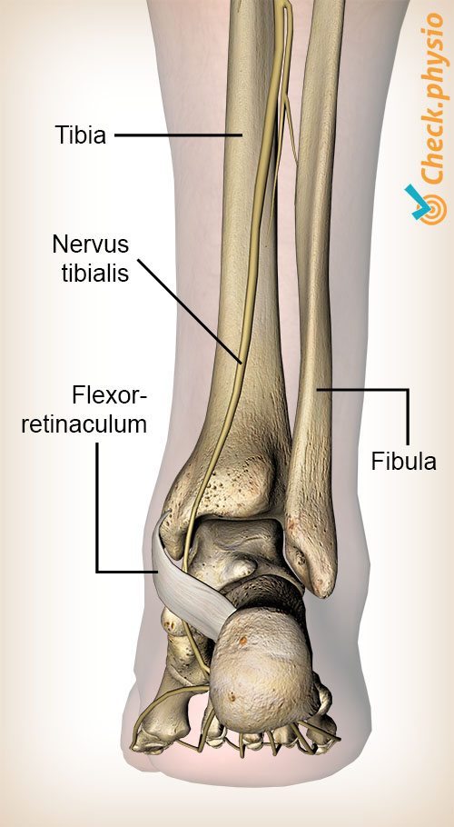 fod nervus tibialis posterior retinaculum flexorum dorsalt