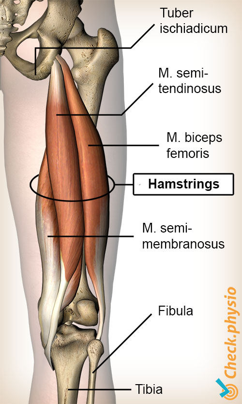 lår hamstring hamstrings semimembranosus biceps femoris semitendinosus tuber ischiadicum