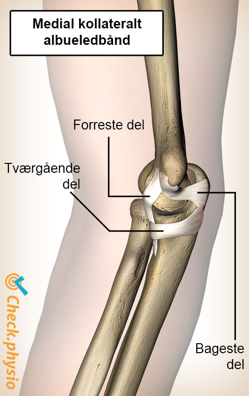 albue medialt kollateralt ulnart ligament forreste bagerste tværgående del