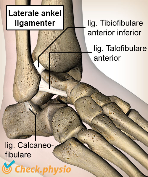 ankel ligament talofibulare calcaneofibulare tibiofibulare anatomi