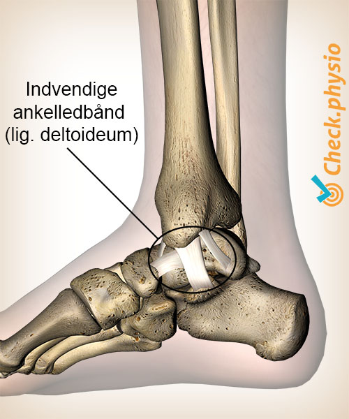 afbeelding_alt_enkel-binnenste-mediale-enkelbanden-ligamentum-deltoideum