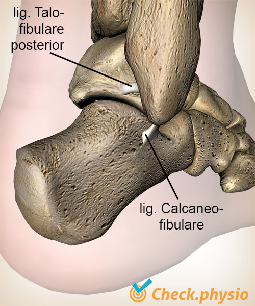 ankel ligament ligamentum talofibulare posterior calcaneofibulare calcaneus anatomi bagfra