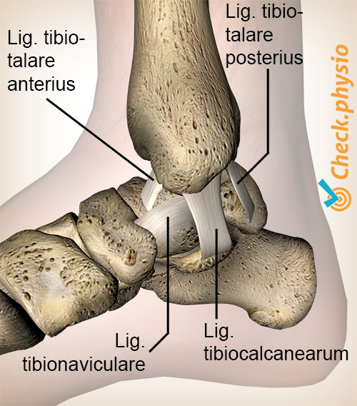 ankel deltoid forreste bagerste tibiotalar tibiocalcaneal tibionavicular ledbånd