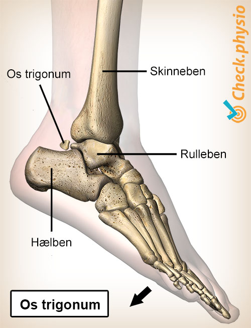 ankel posterior impingement os trigonum