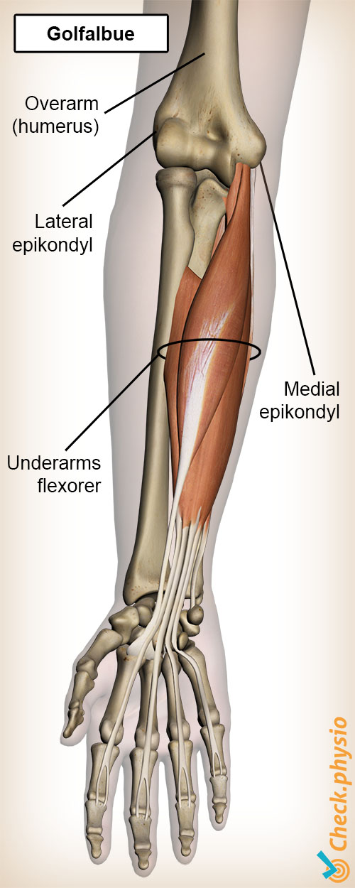 arm golfalbue anatomi
