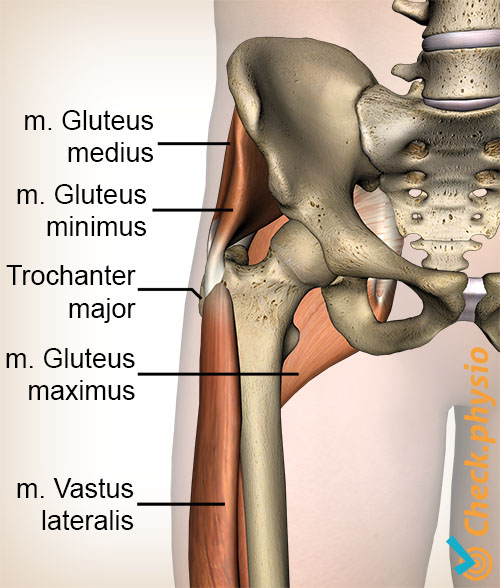 hofte gluteus medius minimus maximus greater trochanter vastus lateralis